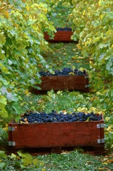 Wine Harvest Image